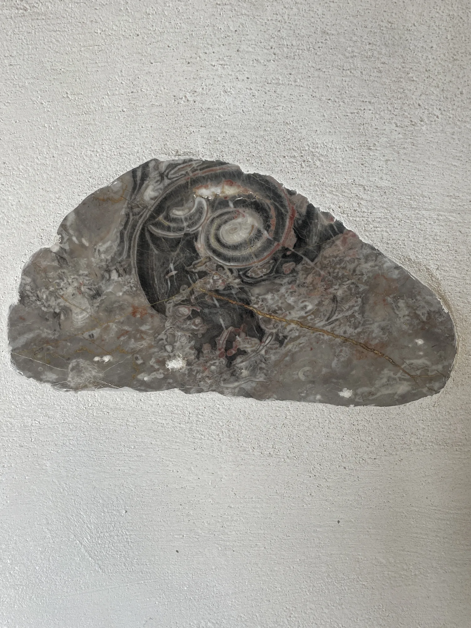 Hier sieht man den urzeitlicher Cephalopode (Kopffüßler) aus dem Devon
Als aktive Schwimmer und Räuber jagten sie im offenen Urzeit-Ozean nach Beute.