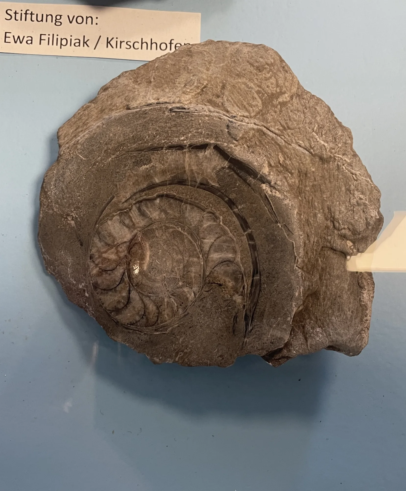 Cephalopoden / Kopffüßler (Goniatiden)