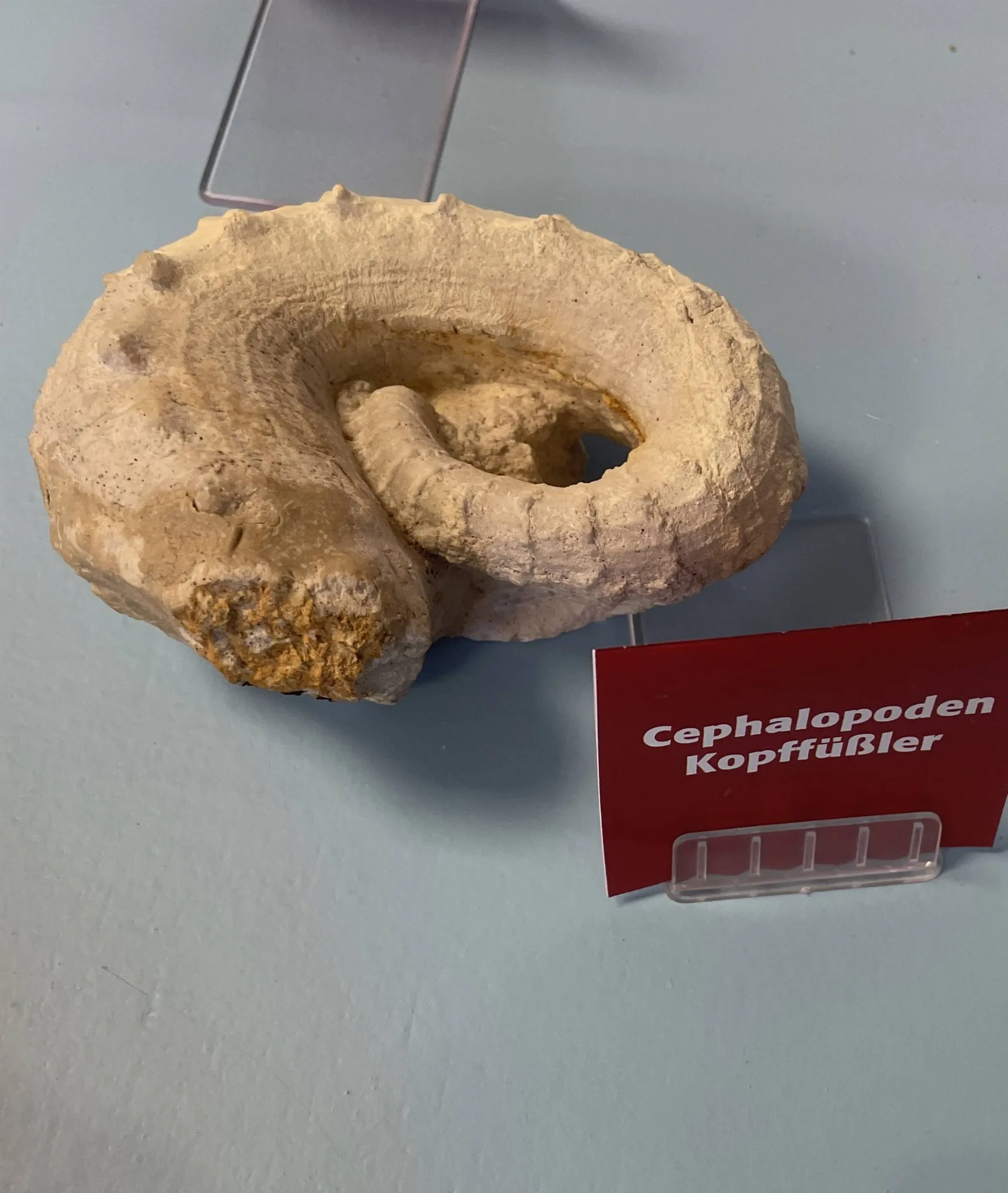 Goniatit, freipräpariertes Exemplar