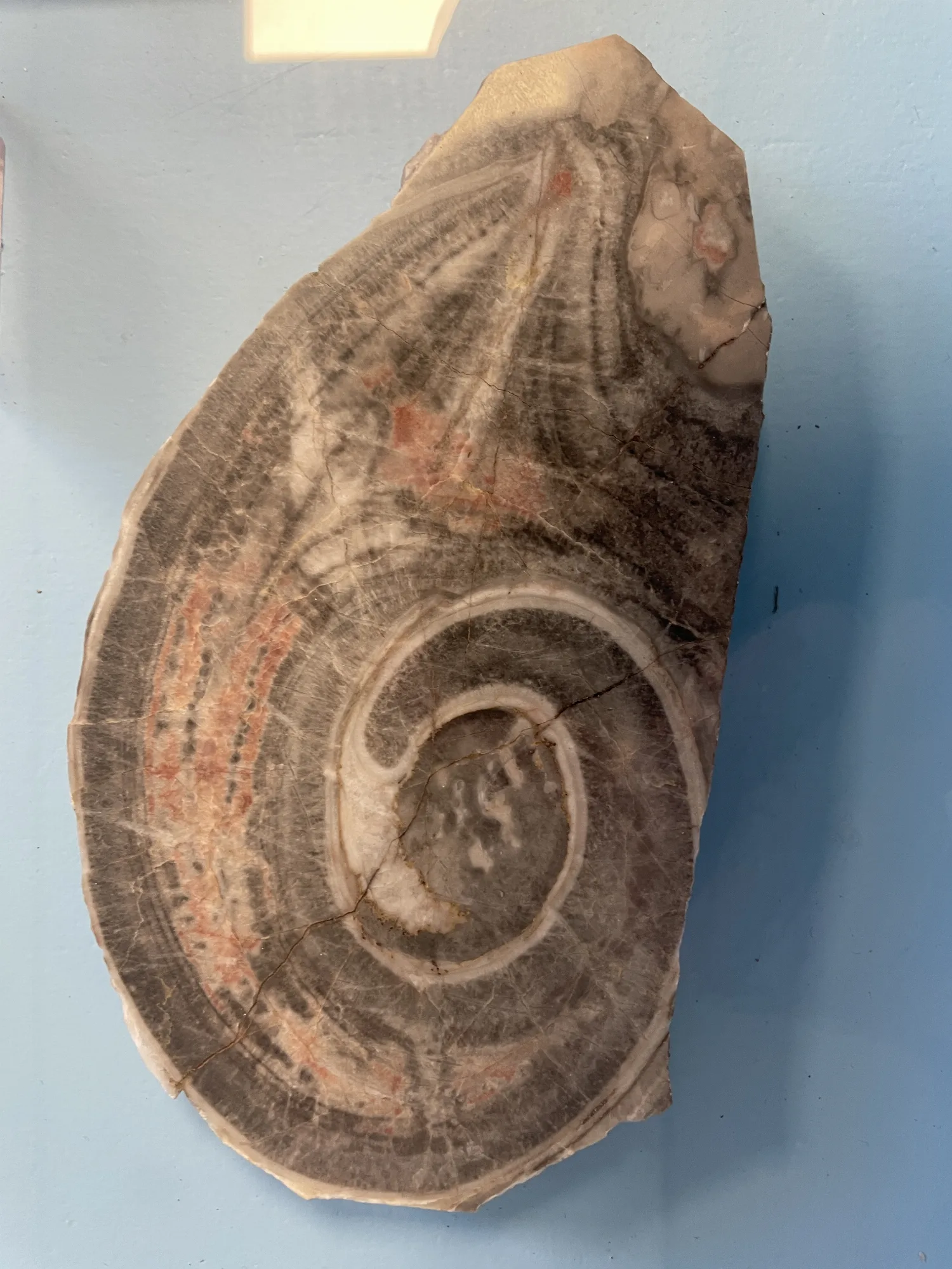 Gastropode (Schnecke)