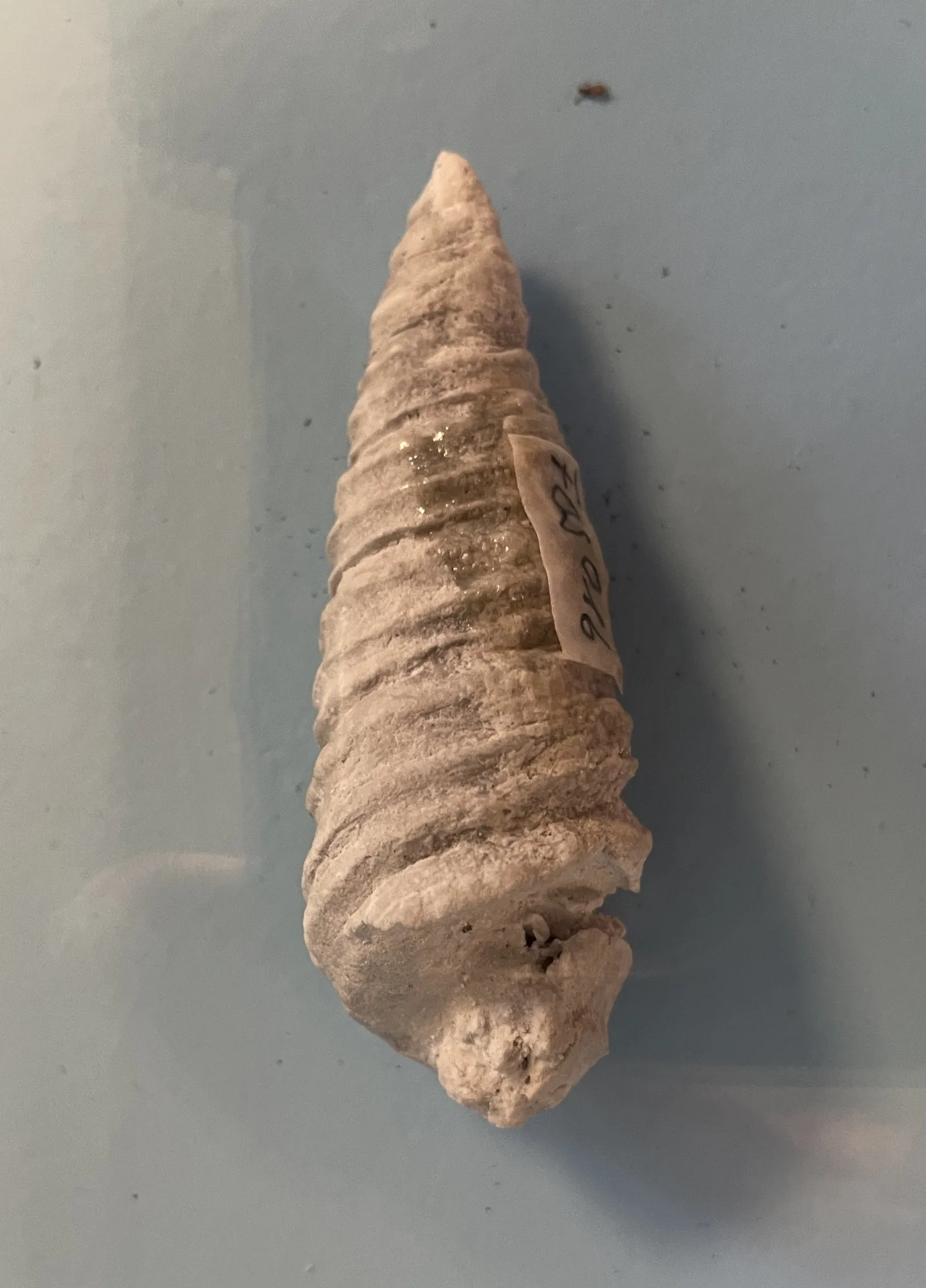 freipräparierte Turmschnecke "Murchisonia"